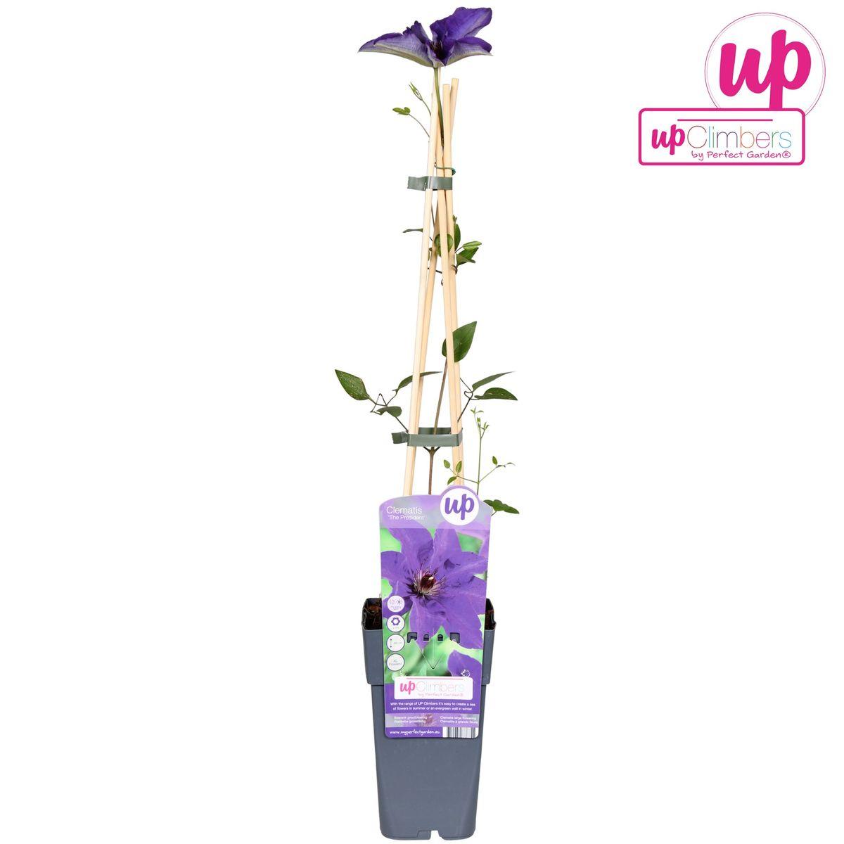 Clematis The President - Clematis Paars
