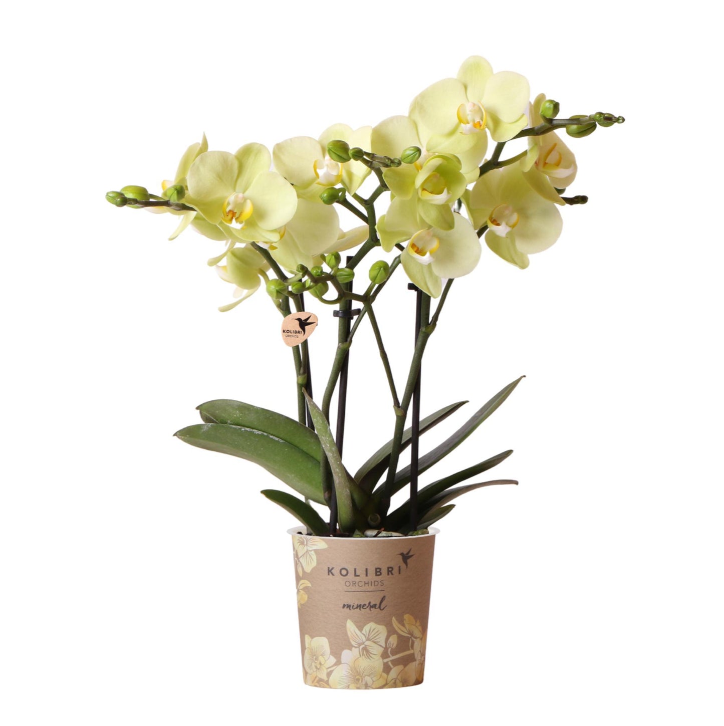 Gele Phalaenopsis orchidee - Mexico - potmaat Ø9cm | bloeiende kamerplant - vers van de kweker