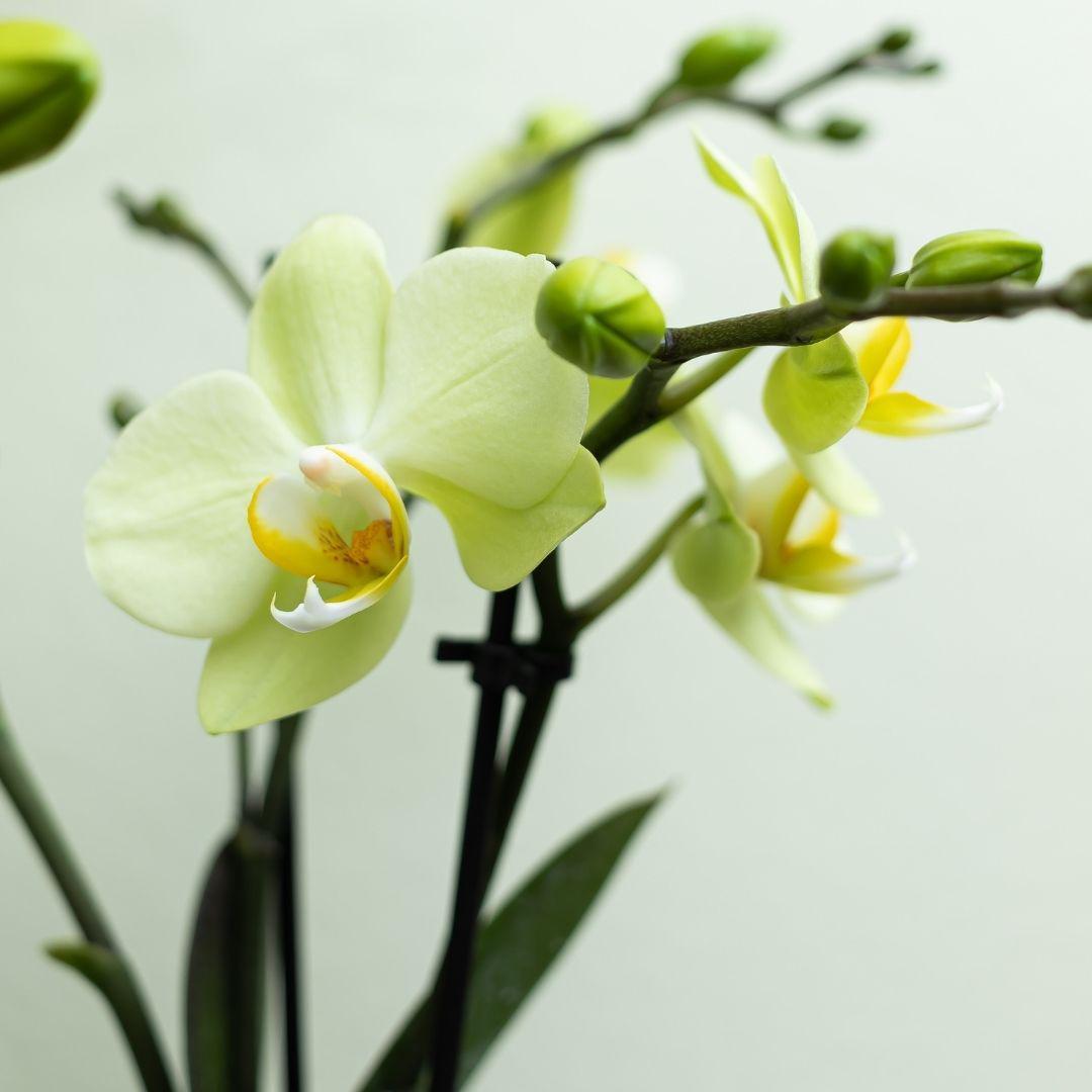 Gele Phalaenopsis orchidee - Mexico - potmaat Ø9cm | bloeiende kamerplant - vers van de kweker