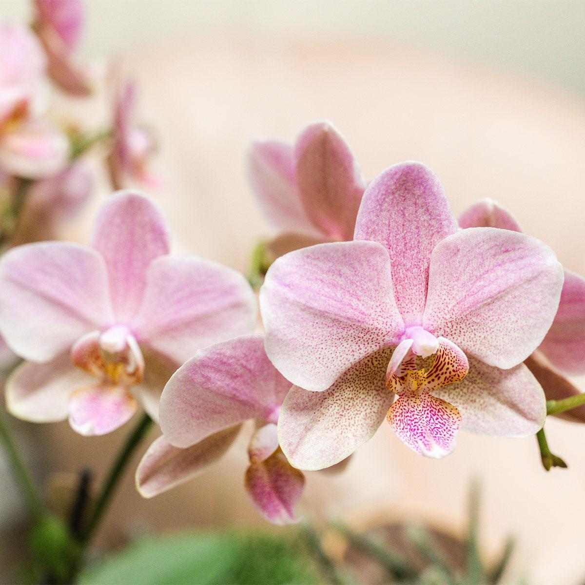 COMBI DEAL van 2 oud roze Phalaenopsis orchideeën - Treviso - potmaat Ø12cm | bloeiende kamerplant - vers van de kweker