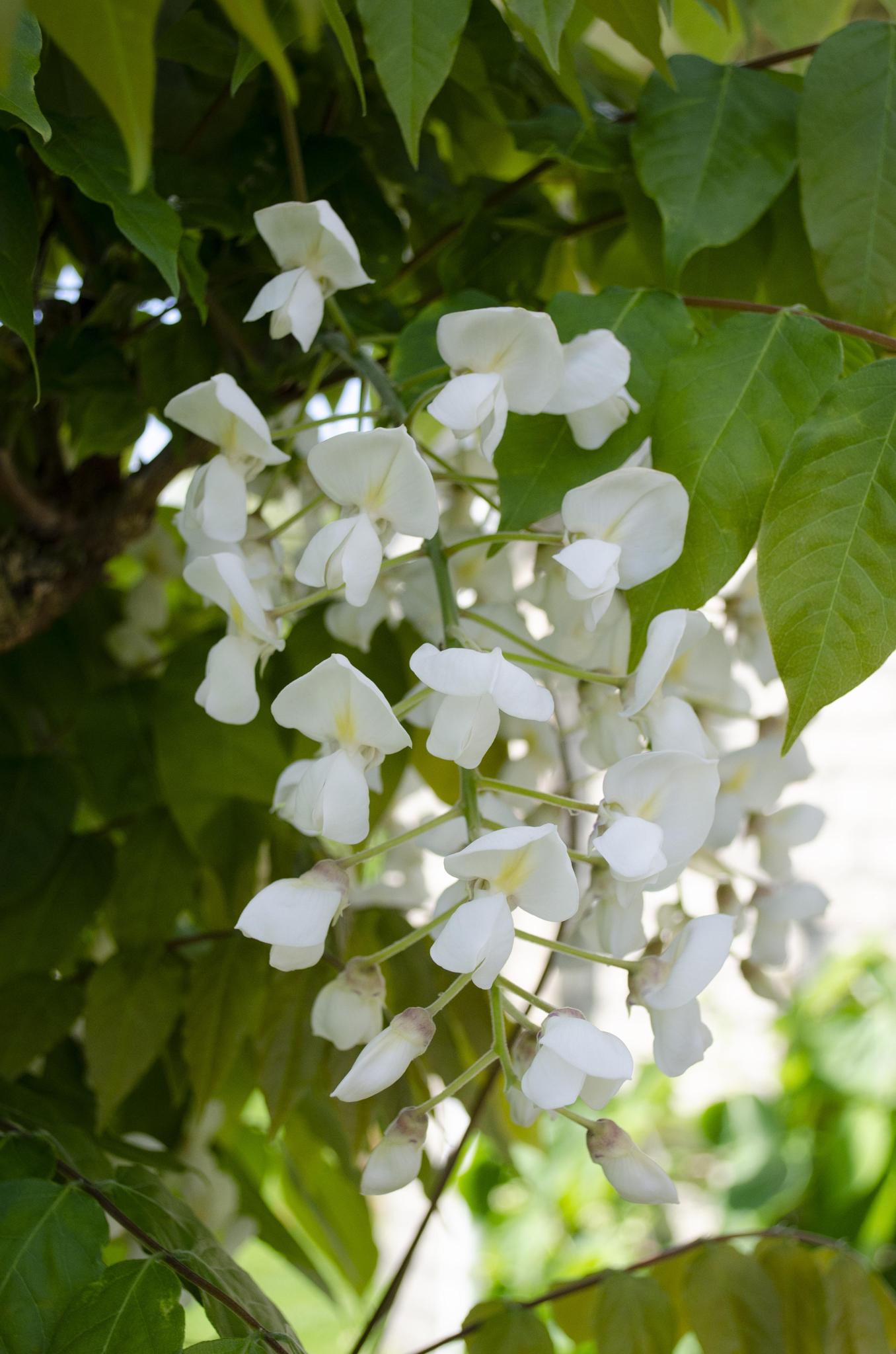 Wisteria floribunda Alba- Witte regen