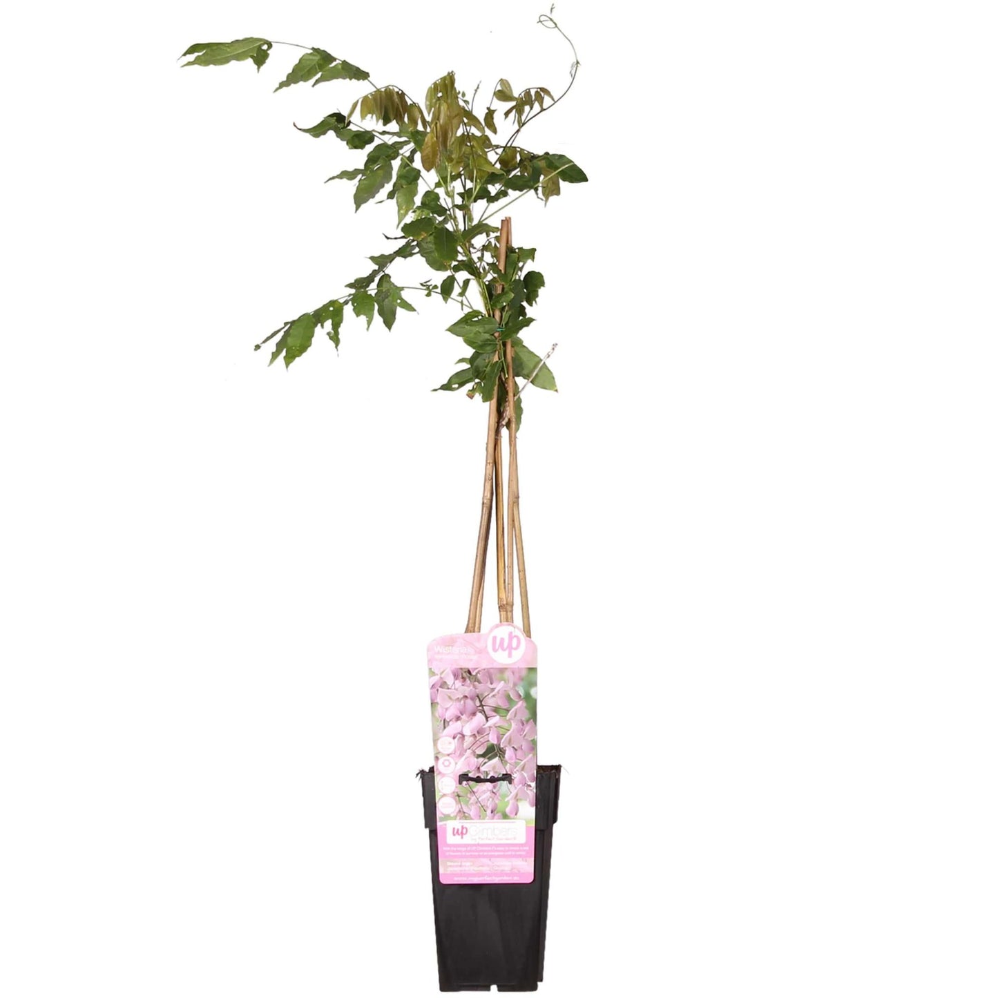 Wisteria floribunda 'Rosea' - Roze regen