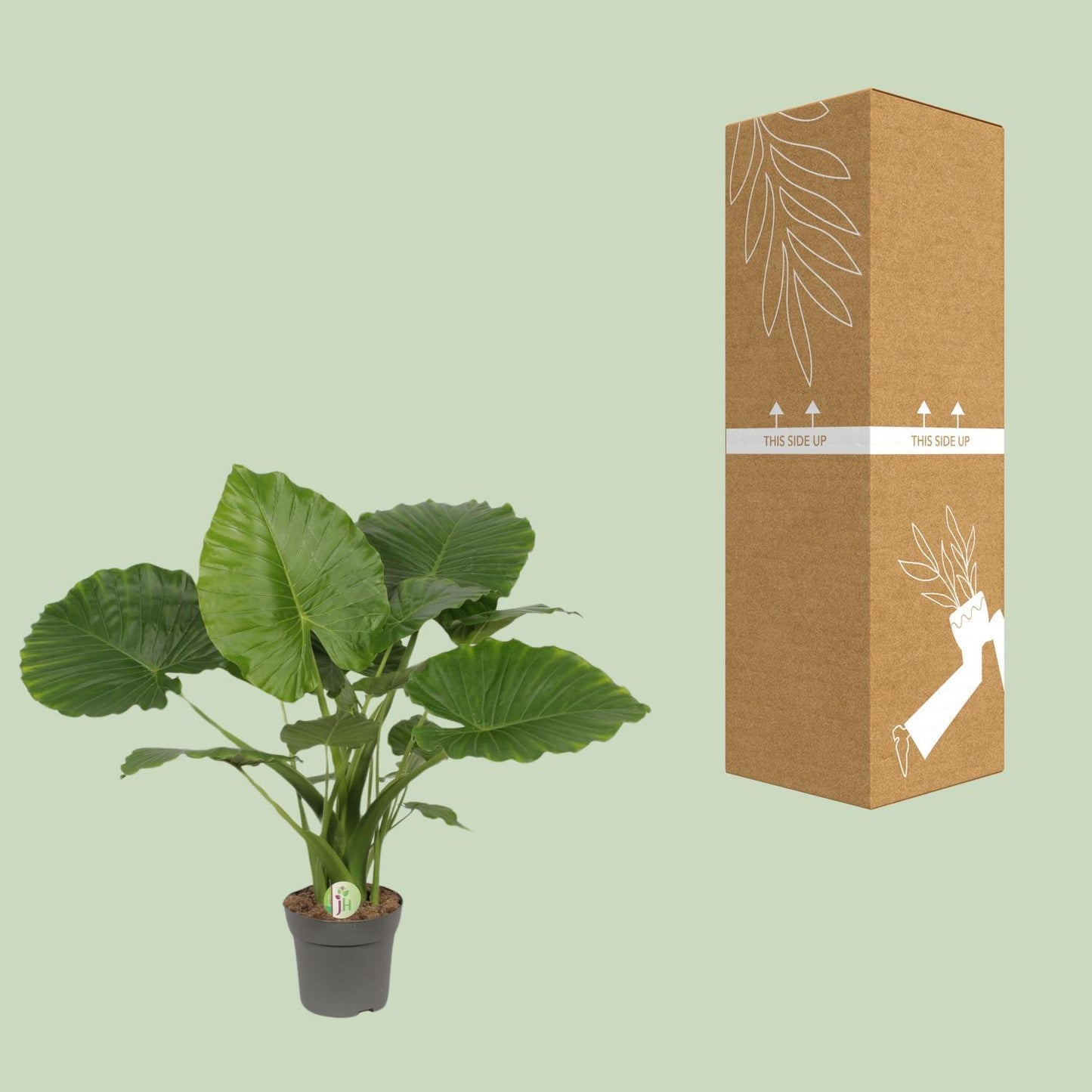 Alocasia Gageana Plant