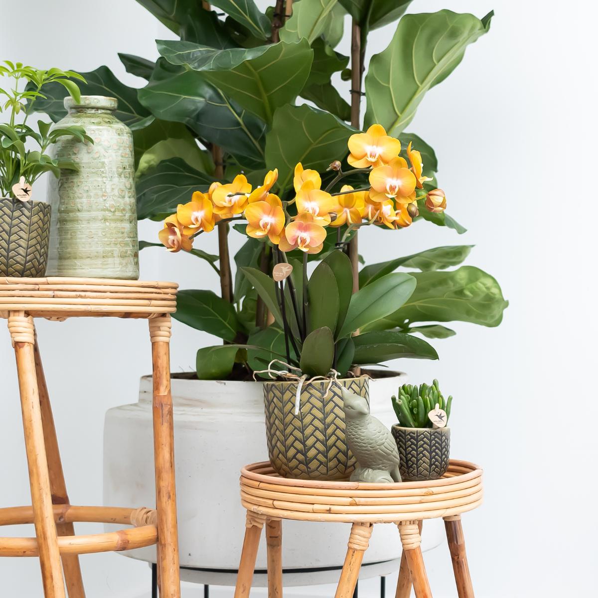 COMBI DEAL van 2 Phalaenopsis orchideeën - Las Vegas - potmaat Ø12cm | bloeiende kamerplant - vers van de kweker