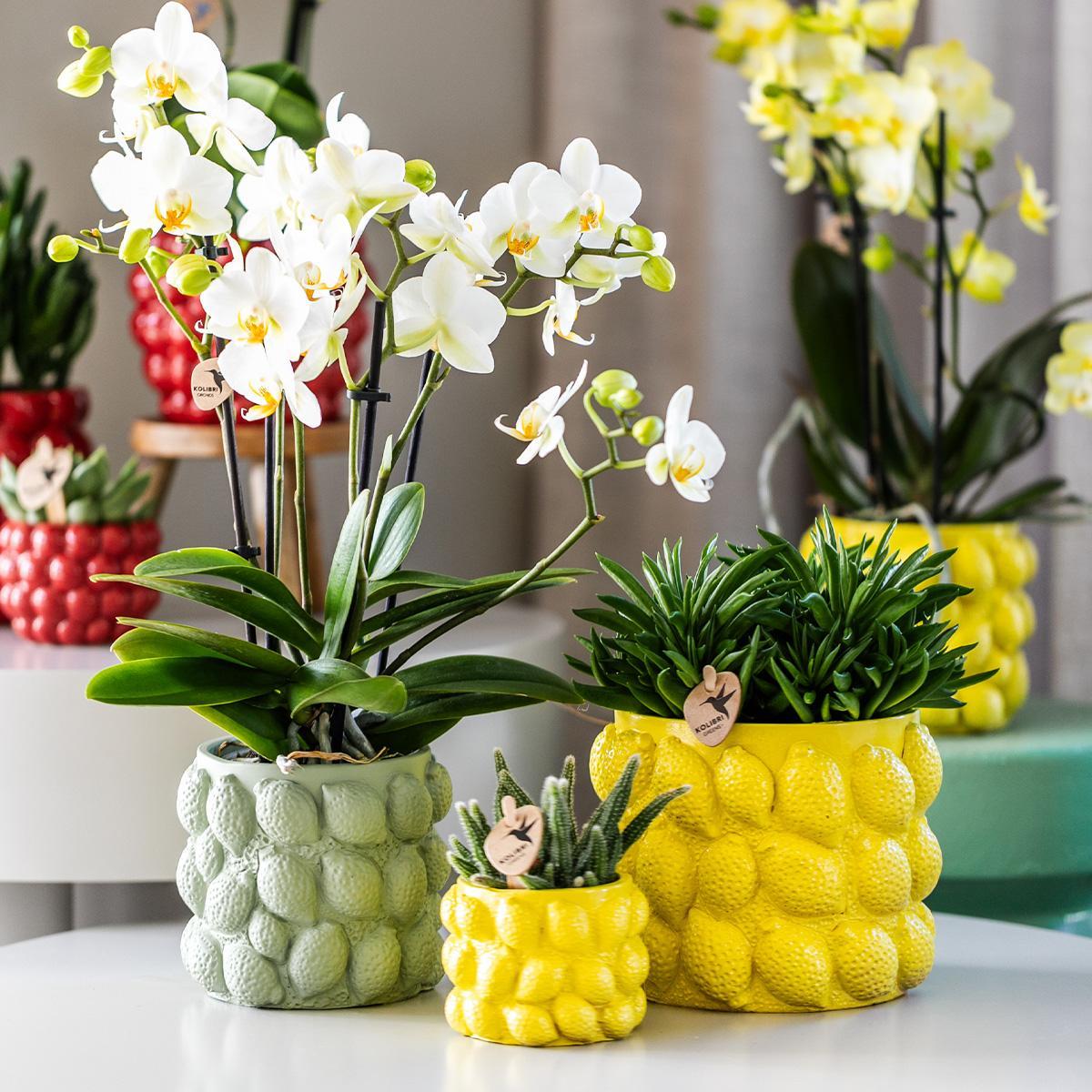 Gele Phalaenopsis orchidee – Mexico + Citrus sierpot green – potmaat Ø9cm – 40cm hoog | bloeiende kamerplant in bloempot - vers van de kweker