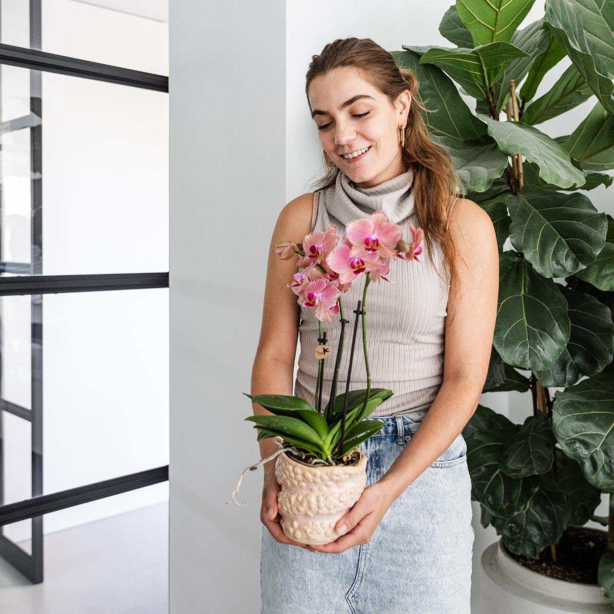 COMBI DEAL van 2 Phalaenopsis orchideeën - Pirate Picotee - potmaat Ø12cm | bloeiende kamerplant - vers van de kweker
