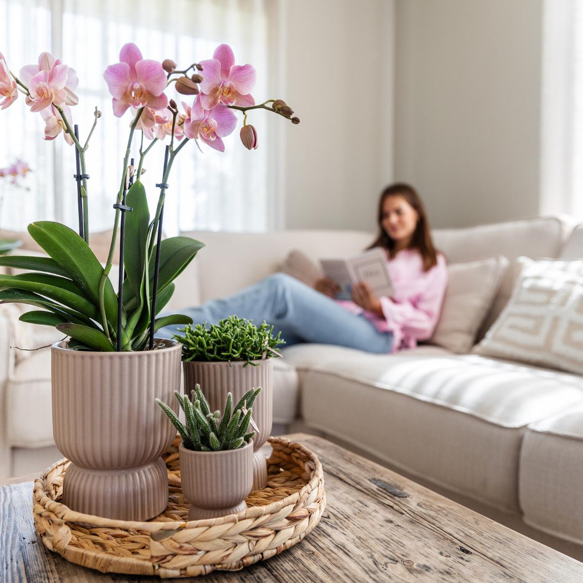 COMBI DEAL van 2 oud roze Phalaenopsis orchideeën - Treviso - potmaat Ø12cm | bloeiende kamerplant - vers van de kweker