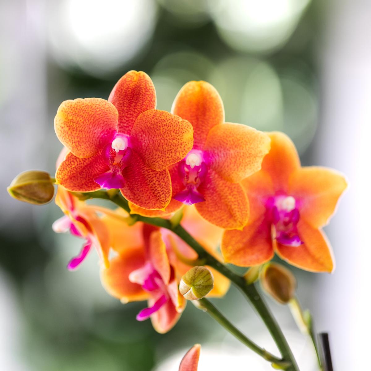 COMBI DEAL van 2 geurende oranje Phalaenopsis orchideeën - potmaat Ø12cm | bloeiende kamerplant - vers van de kweker