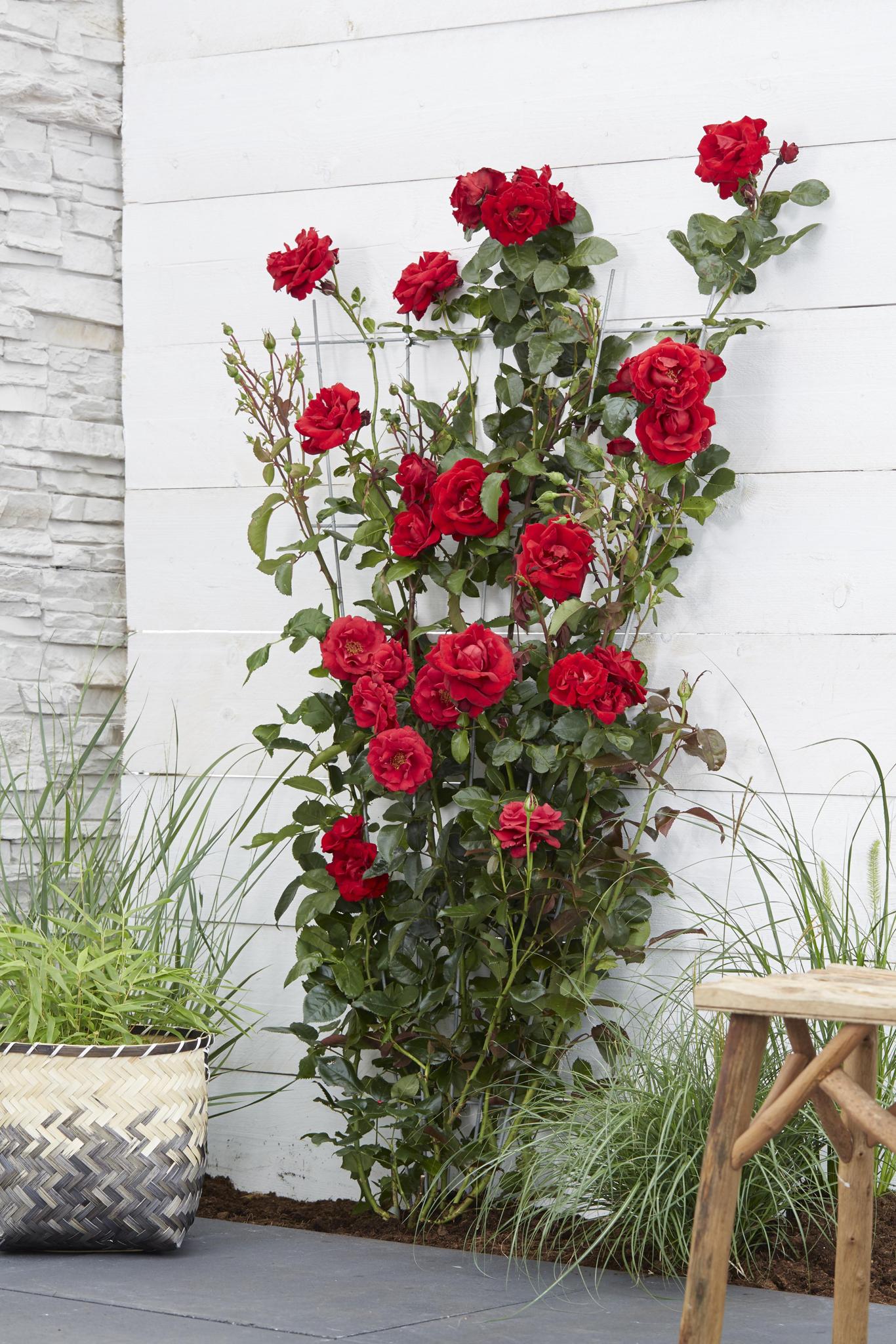 Rosa Crazy in love 'Red' - Rode Roos