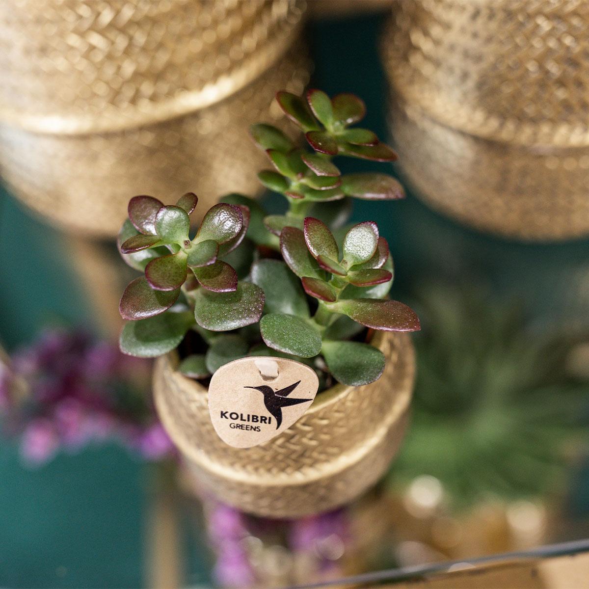 Planten set Groove goud | Set met witte Phalaenopsis orchidee Amabilis Ø9cm en groene plant Succulent Aloe Brevifolia Ø6cm | incl. gouden keramieken sierpotten