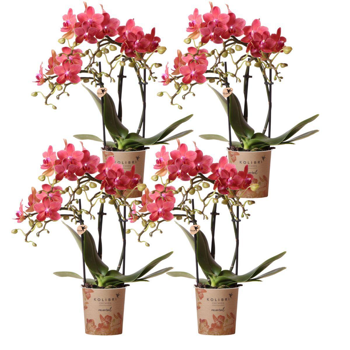 COMBI DEAL van 4 oranje Phalaenopsis orchideeën - Congo - potmaat Ø9cm | bloeiende kamerplant - vers van de kweker