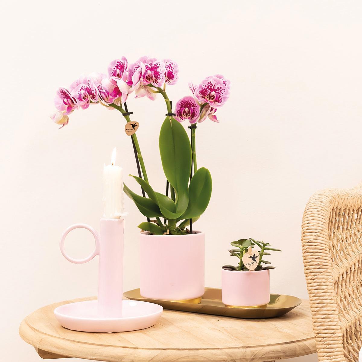 COMBI DEAL van 4 roze paarse phalaenopsis orchideeën - El Salvador - potmaat Ø9cm | bloeiende kamerplant - vers van de kweker