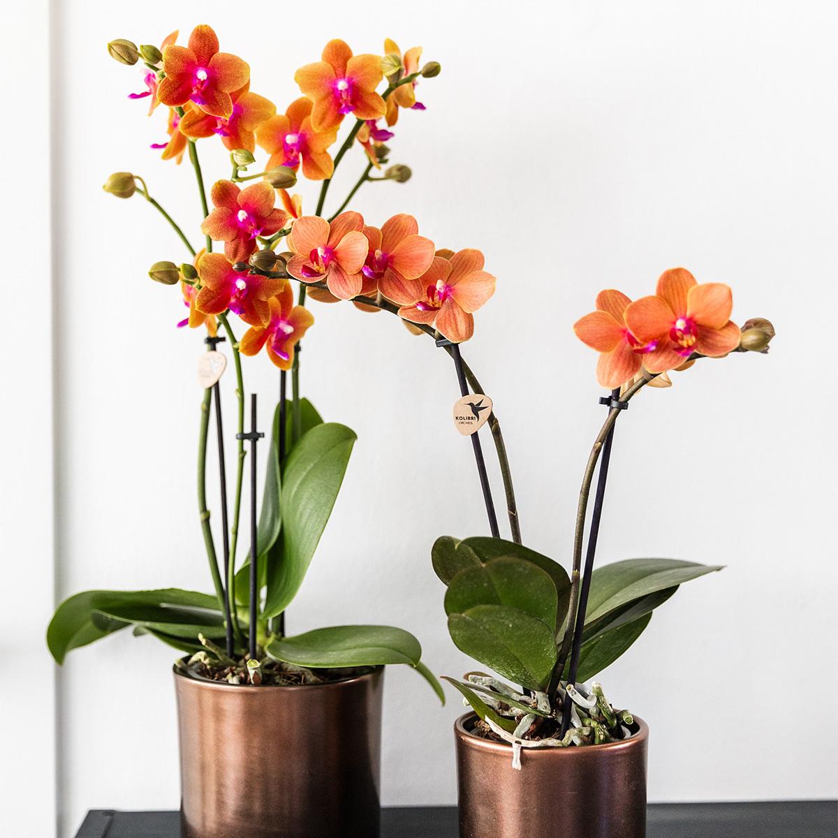 COMBI DEAL van 2 geurende oranje Phalaenopsis orchideeën - potmaat Ø12cm | bloeiende kamerplant - vers van de kweker
