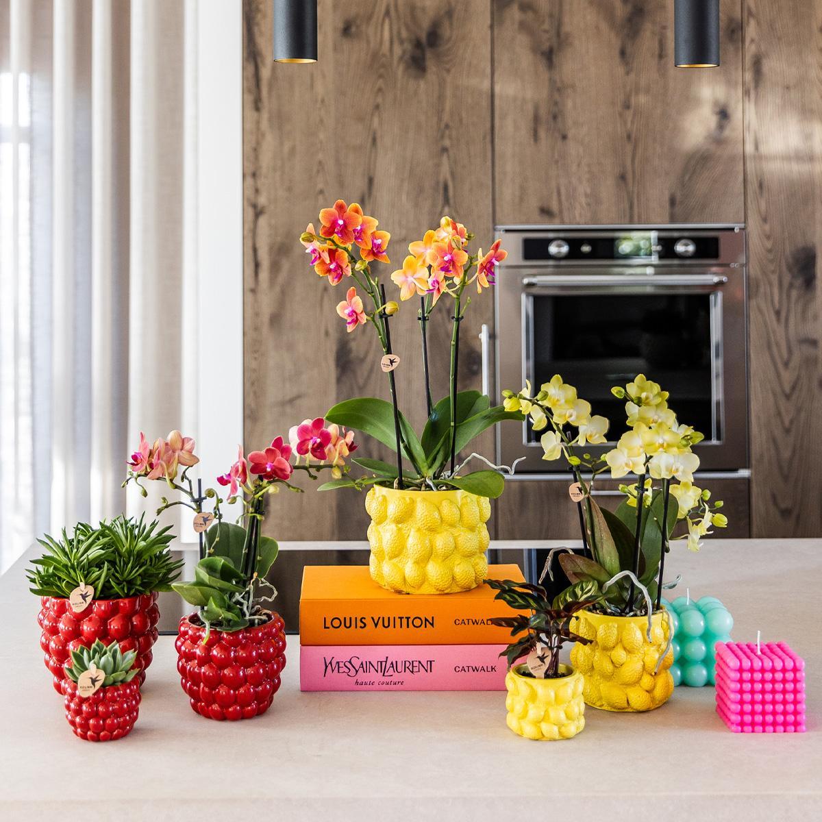 Gele Phalaenopsis orchidee - Mexico + Citrus sierpot yellow - potmaat Ø9cm | bloeiende kamerplant - vers van de kweker
