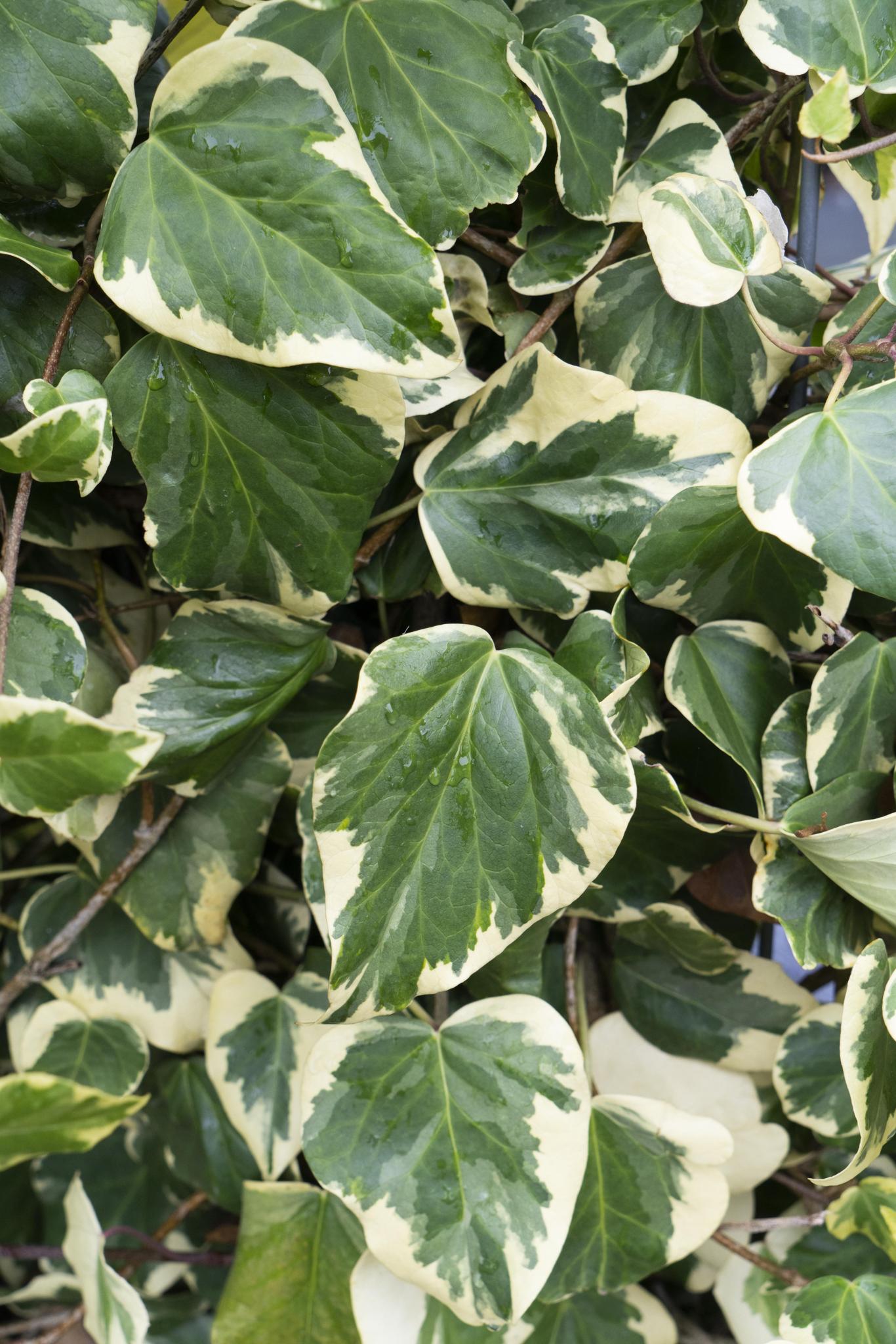 Hedera Colchica Variegata