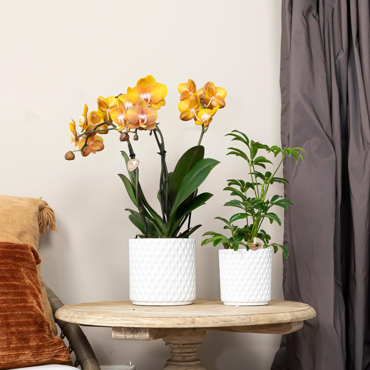 COMBI DEAL van 2 Phalaenopsis orchideeën - Las Vegas - potmaat Ø12cm | bloeiende kamerplant - vers van de kweker