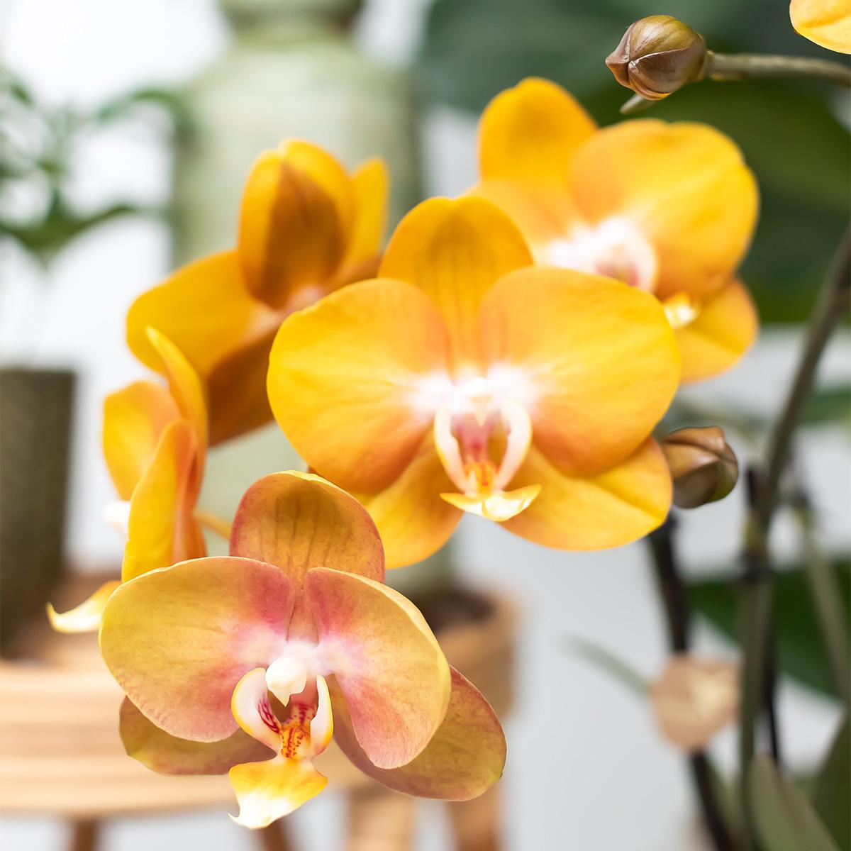 COMBI DEAL van 2 Phalaenopsis orchideeën - Las Vegas - potmaat Ø12cm | bloeiende kamerplant - vers van de kweker