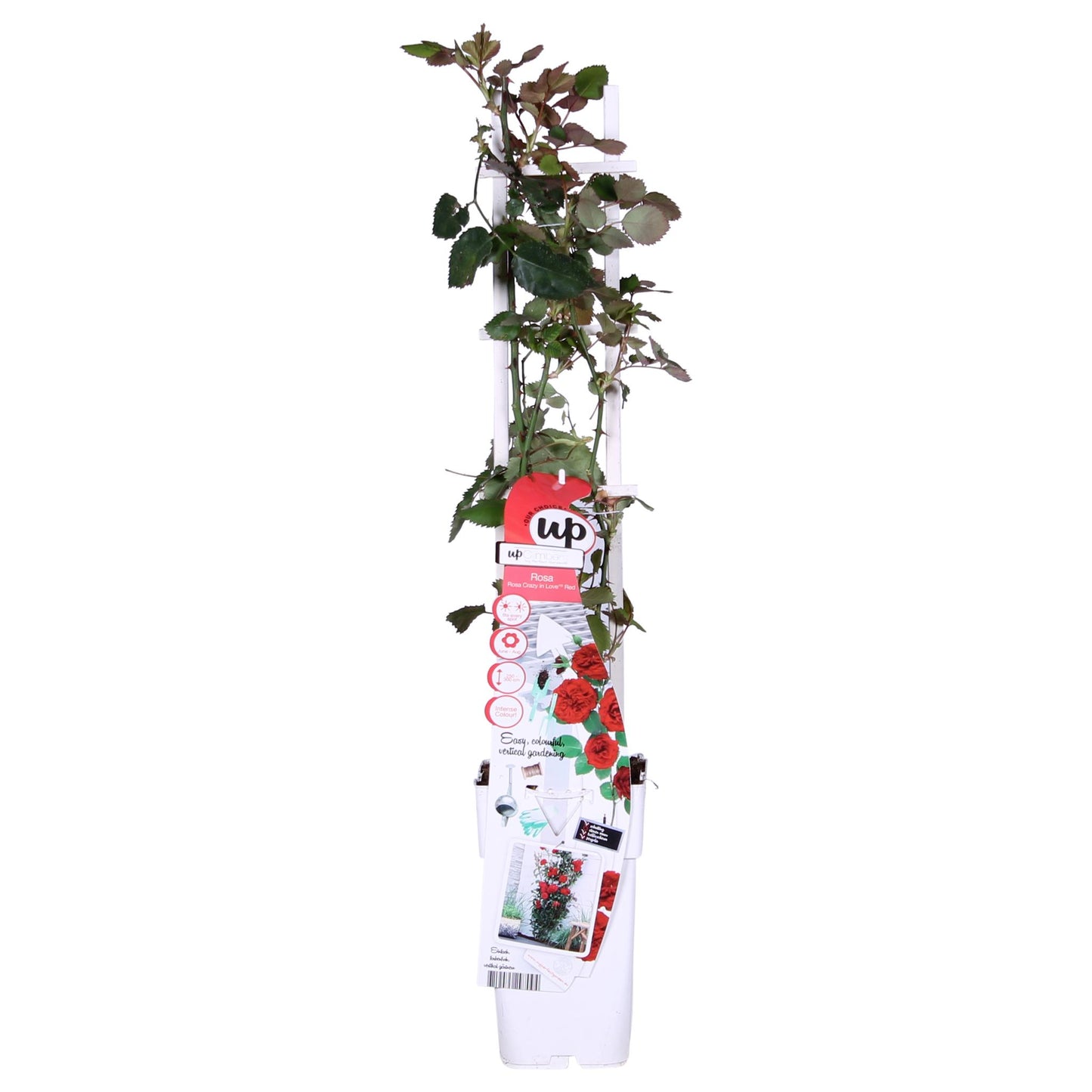 Rosa Crazy in love 'Red' - Rode Roos