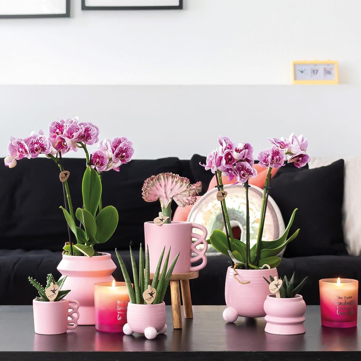 COMBI DEAL van 2 roze paarse phalaenopsis orchideeën - El Salvador - potmaat Ø9cm | bloeiende kamerplant - vers van de kweker