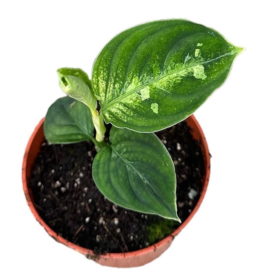 Pictum Bicolor Plant