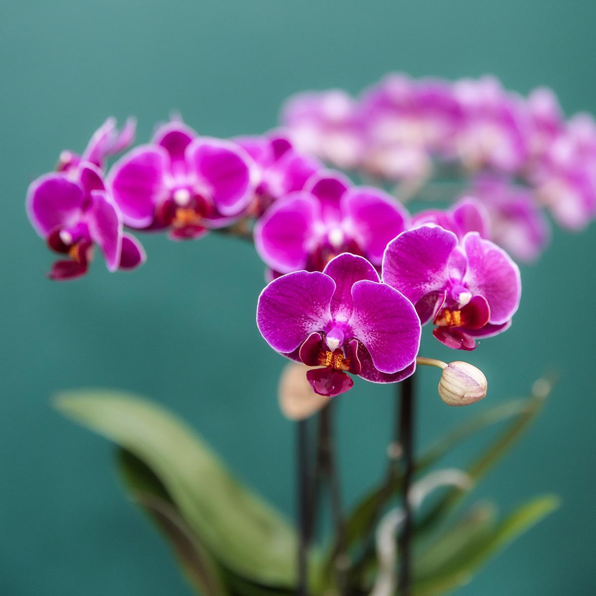 COMBI DEAL van 4 paarse phalaenopsis orchideeën - Morelia - potmaat Ø9cm | bloeiende kamerplant - vers van de kweker