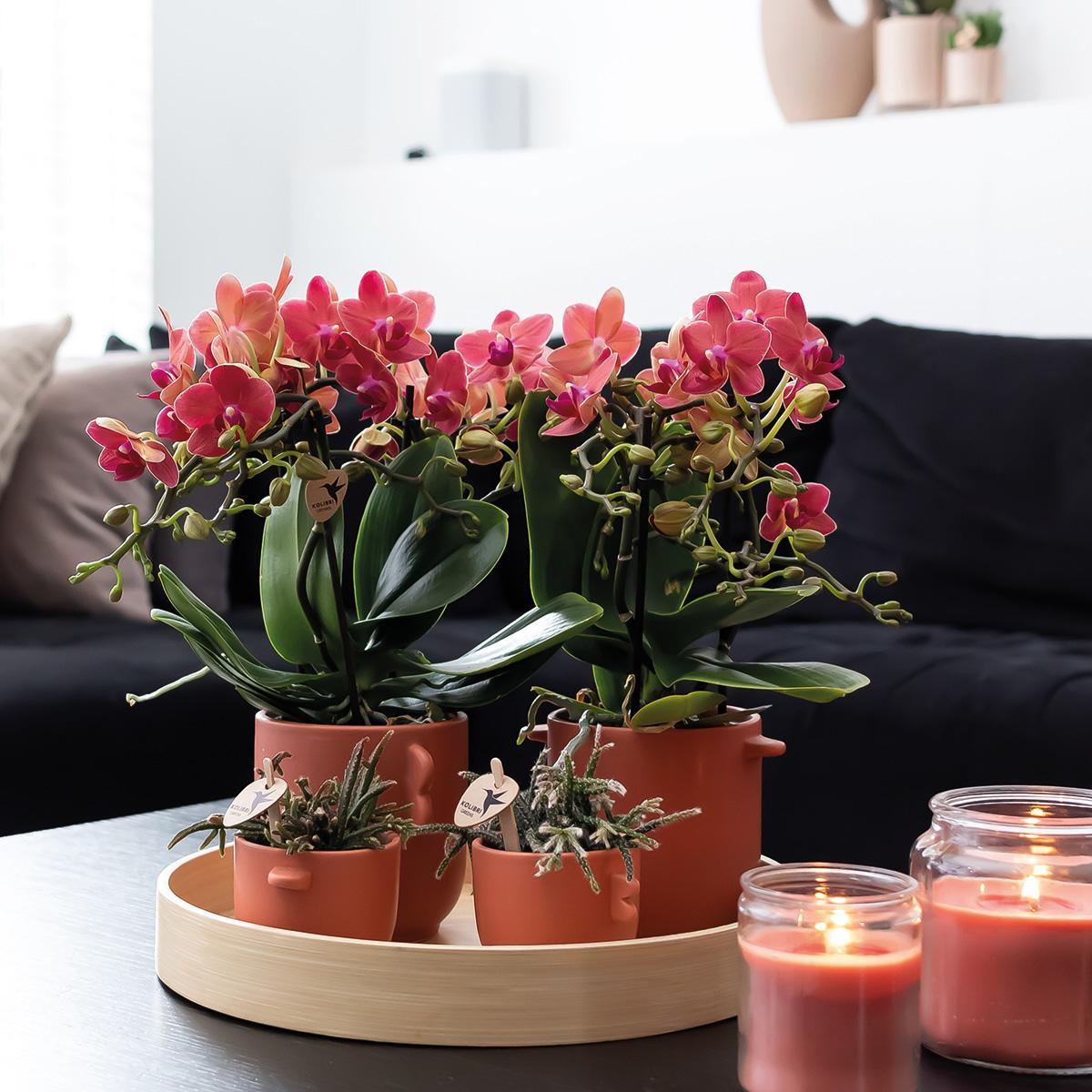 COMBI DEAL van 2 rode Phalaenopsis orchideeën - Congo - potmaat Ø9cm bloeiende kamerplant - vers van de kweker