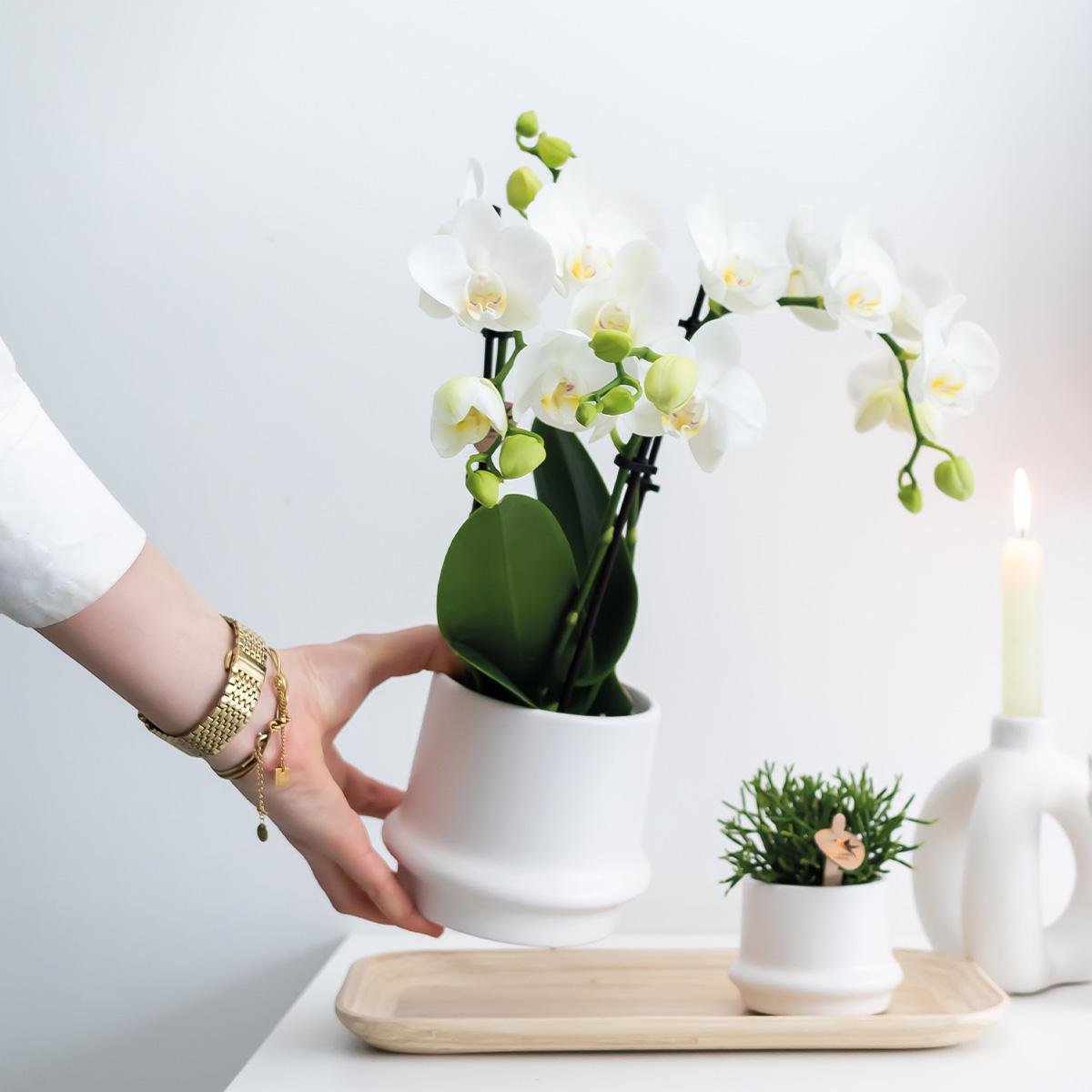 COMBI DEAL van 2 witte Phalaenopsis orchideeën - Amabilis - potmaat Ø9cm | bloeiende kamerplant - vers van de kweker