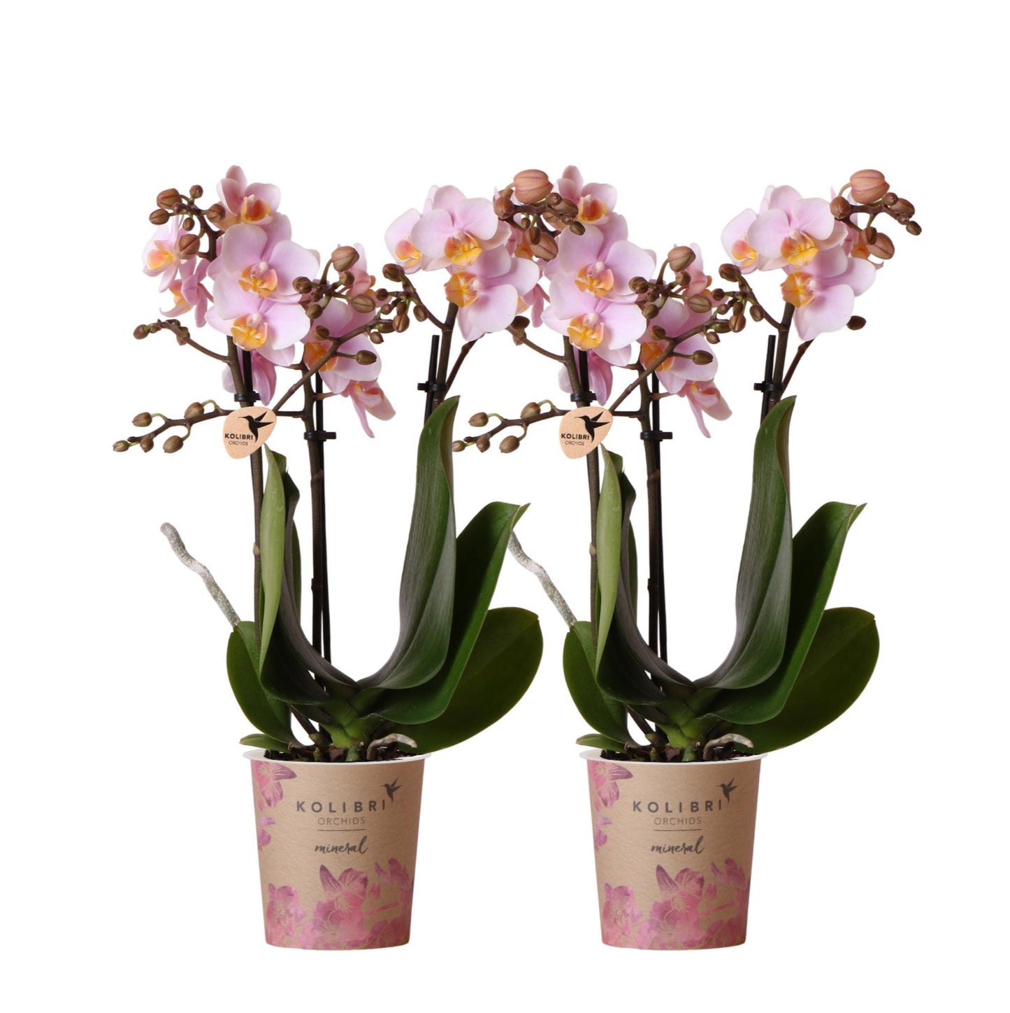COMBI DEAL van 2 Roze phalaenopsis orchideeën - Andorra - potmaat Ø9cm | bloeiende kamerplant - vers van de kweker