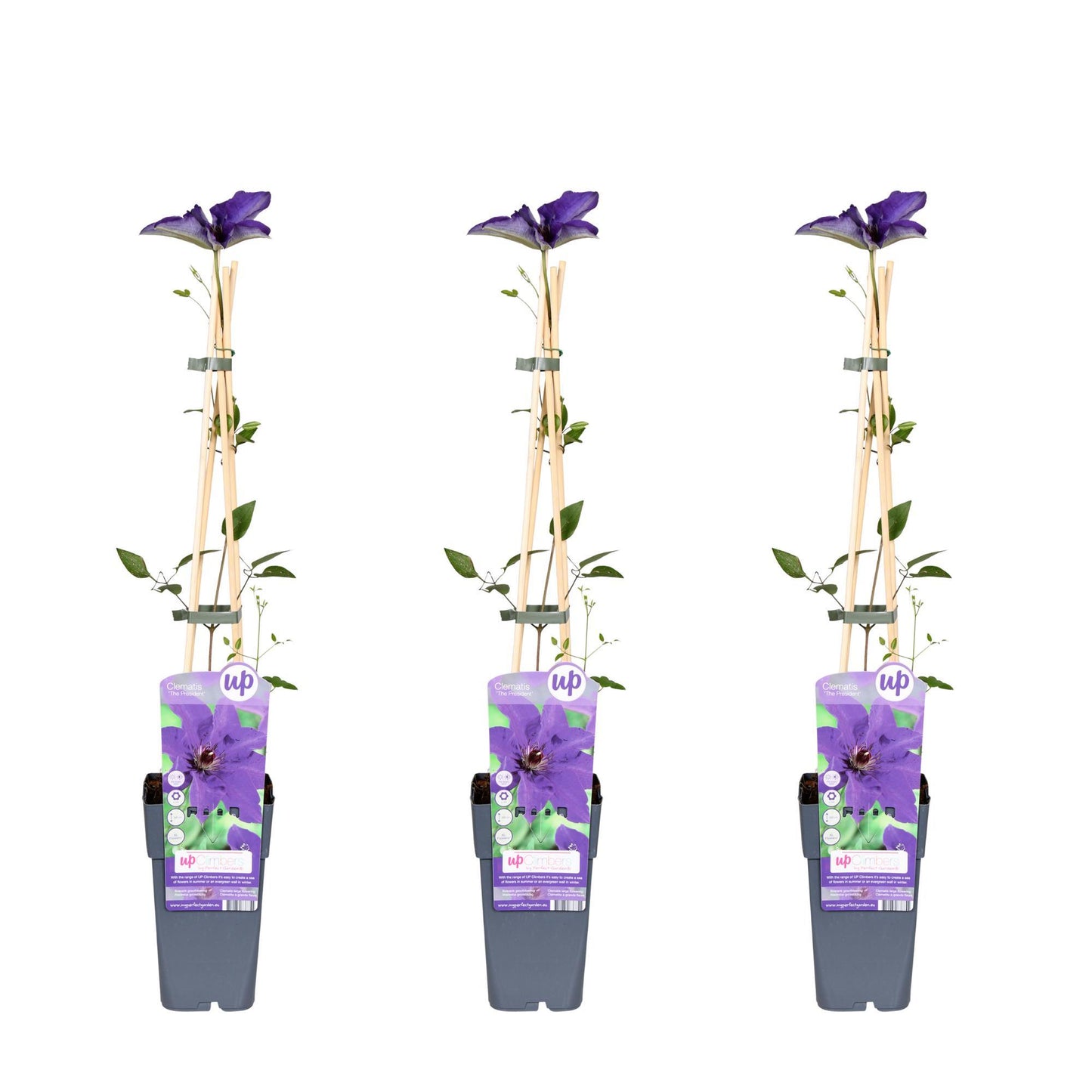 Clematis Paars-blauw