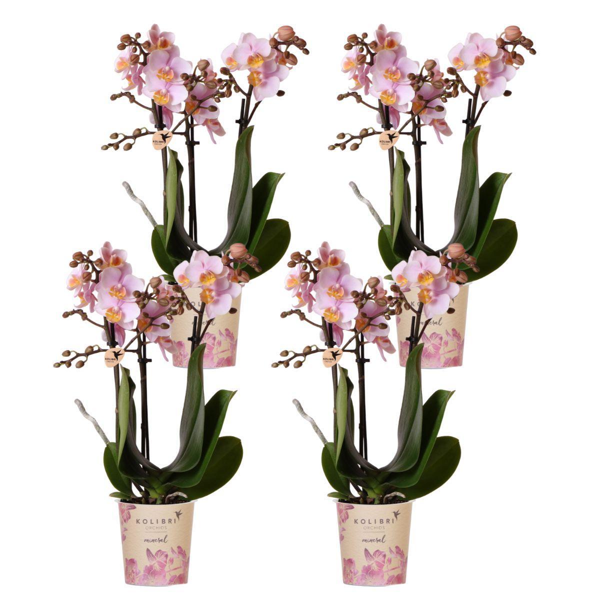 COMBI DEAL van 4 Roze phalaenopsis orchideeën - Andorra - potmaat Ø9cm | bloeiende kamerplant - vers van de kweker
