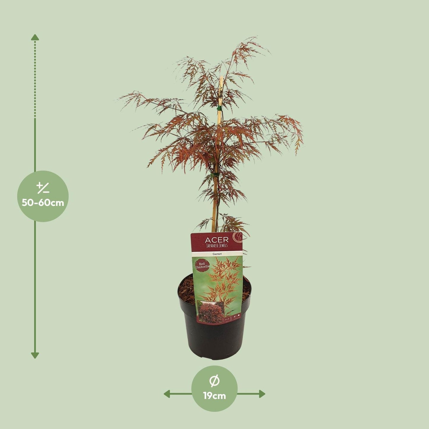 Acer Palm Garnet
