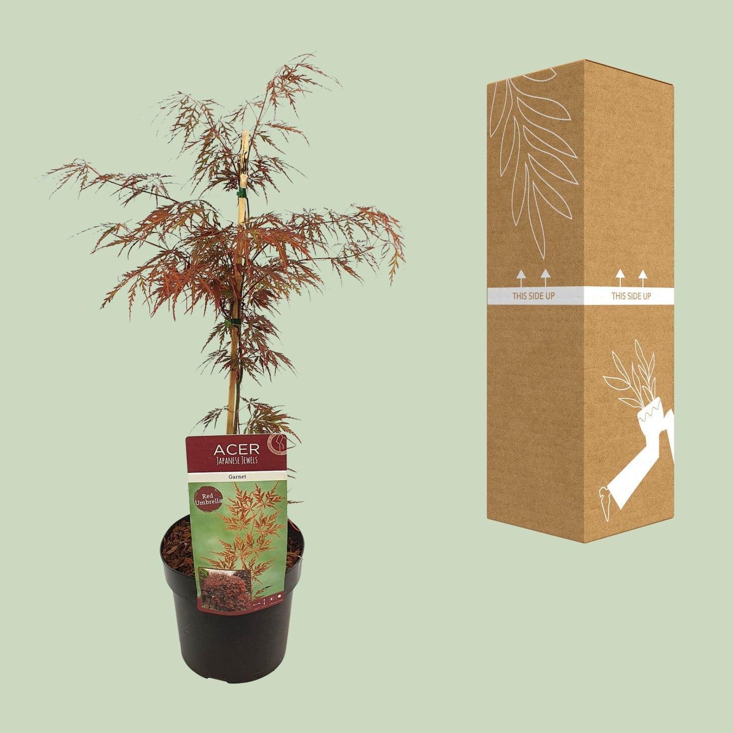 Acer Palm Garnet