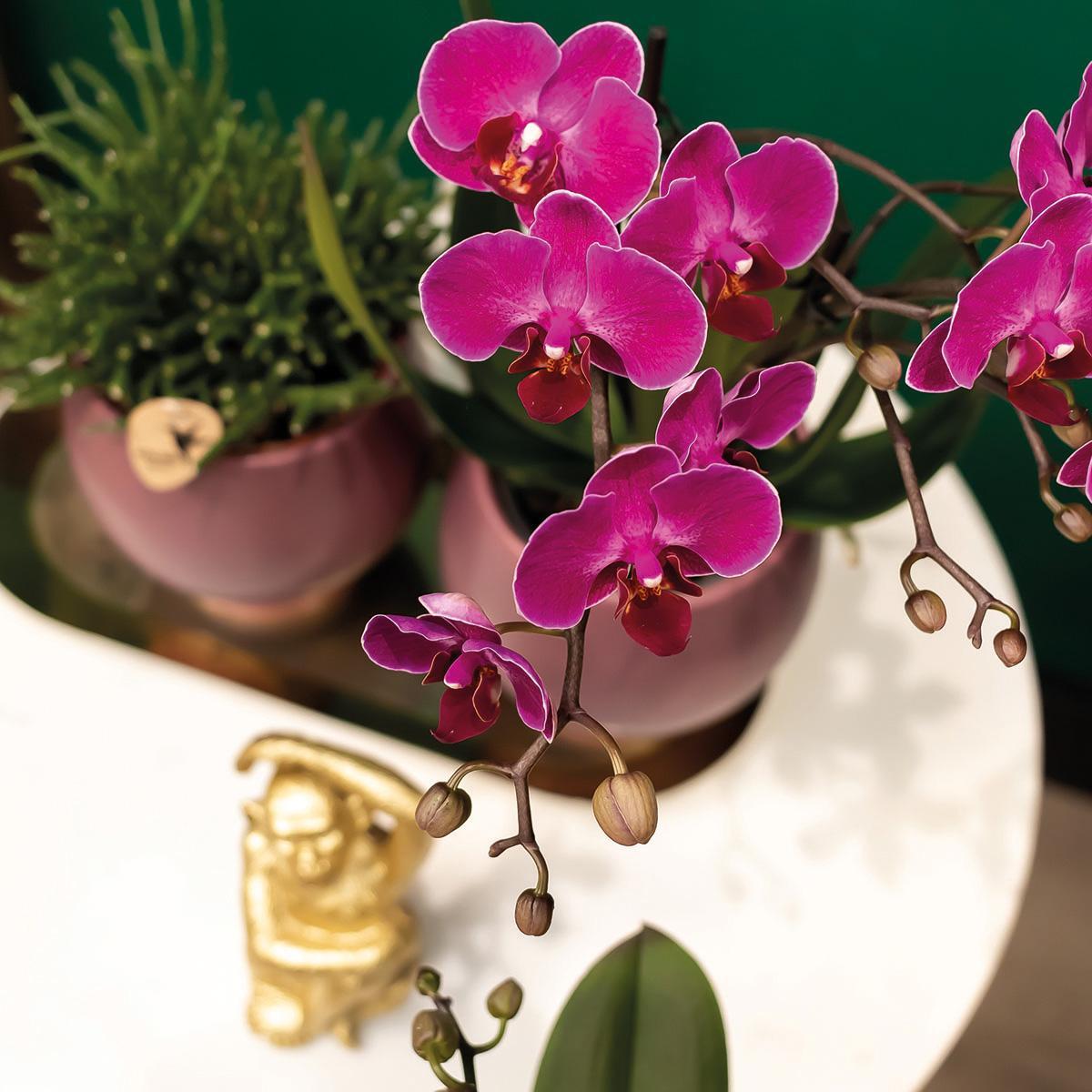 COMBI DEAL van 2 paarse phalaenopsis orchideeën - Morelia - potmaat Ø9cm | bloeiende kamerplant - vers van de kweker
