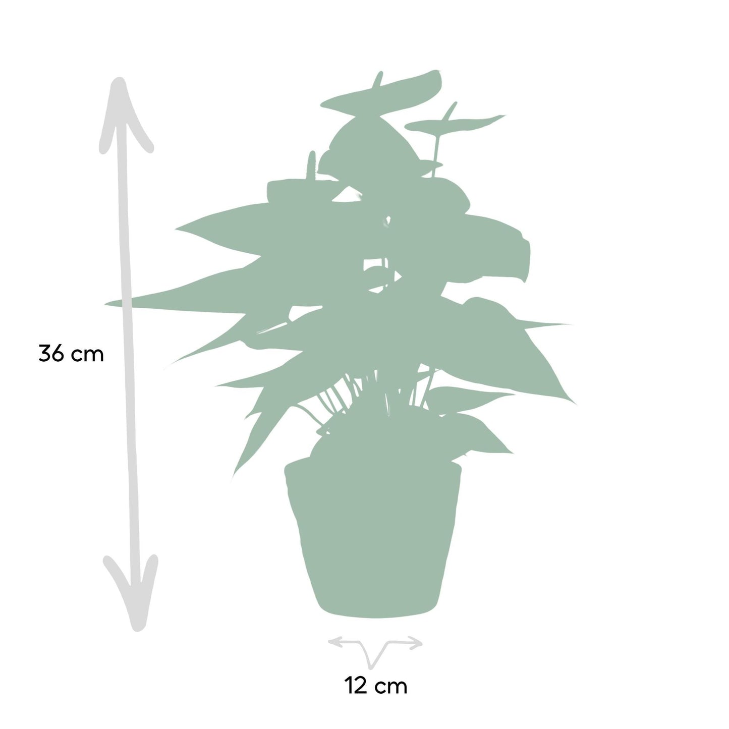 Anthurium andreanum Sweet Dream incl. PURE mand - 45cm - Ø12