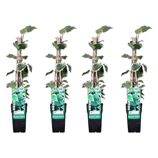 Hedera Algeriensis Kopen