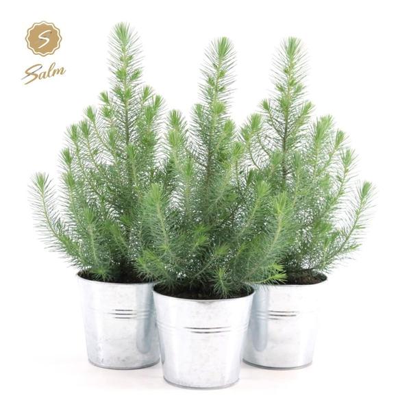 Pinus Pinea 'Silver Crest + Pot Zinc - 3 stuks - Ø17cm - ↕45cm