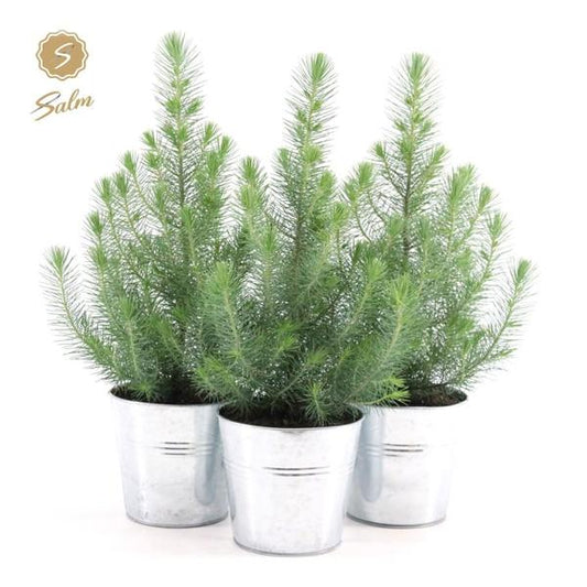 Pinus Pinea 'Silver Crest + Pot Zinc - 3 stuks - Ø17cm - ↕45cm