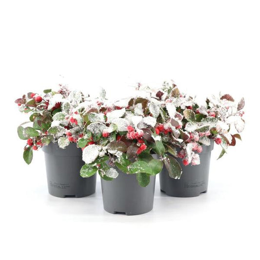 Gaultheria Pr. 'Big Berry' + Snow - 3 stuks - Ø10cm - ↕15cm