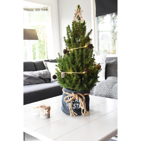 Kleine Kerstboom in Xmas Bag blauw - 70 cm - Picea Glauca Conica
