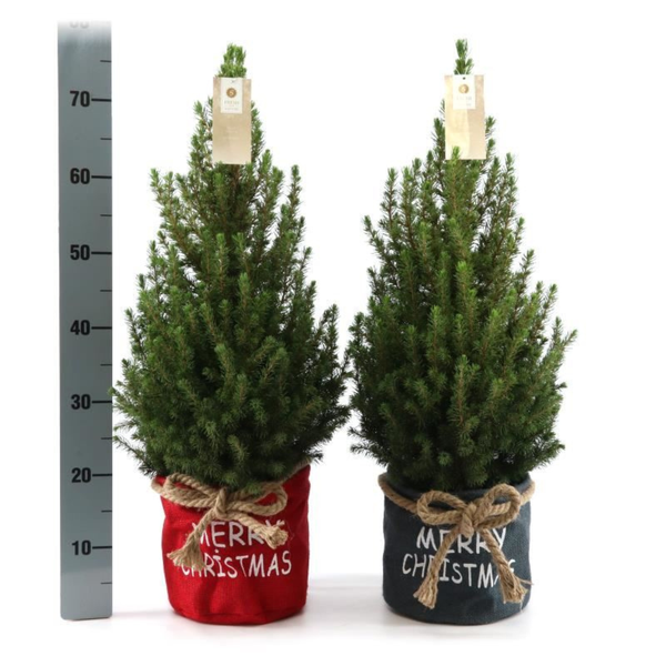 Kleine Kerstboom in Xmas Bag blauw - 70 cm - Picea Glauca Conica