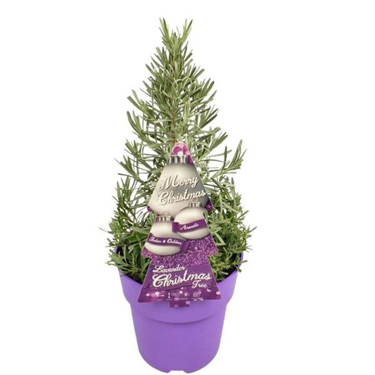 Echte geurende Lavendel Kerstboom - 15 cm Ø - 40-50 cm ↨  - Lavendel