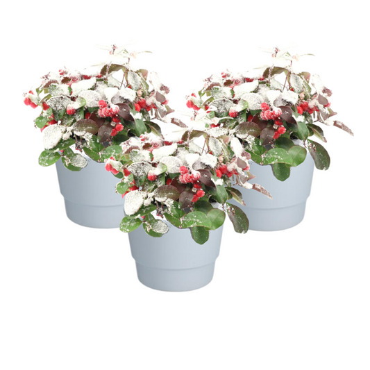 Gaultheria Pr. 'Big Berry' + Snow + Pot Basic Wit - 3 stuks - Ø10cm - ↕15cm