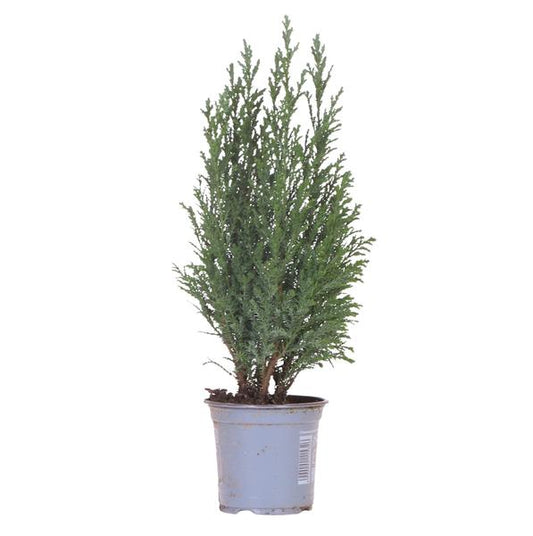 Kolibri Greens | Mini Kerstboom 'Ellwoodii' - vers van de kweker