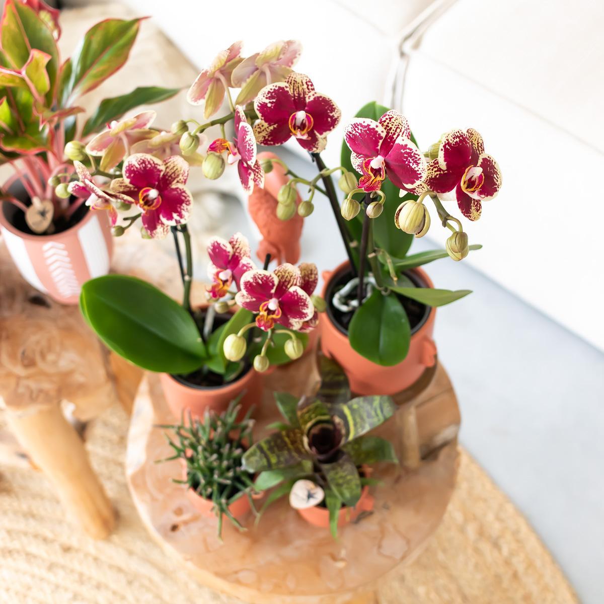 Geel rode phalaenopsis orchidee potmaat Ø9cm | bloeiende kamerplant - vers van de kweker