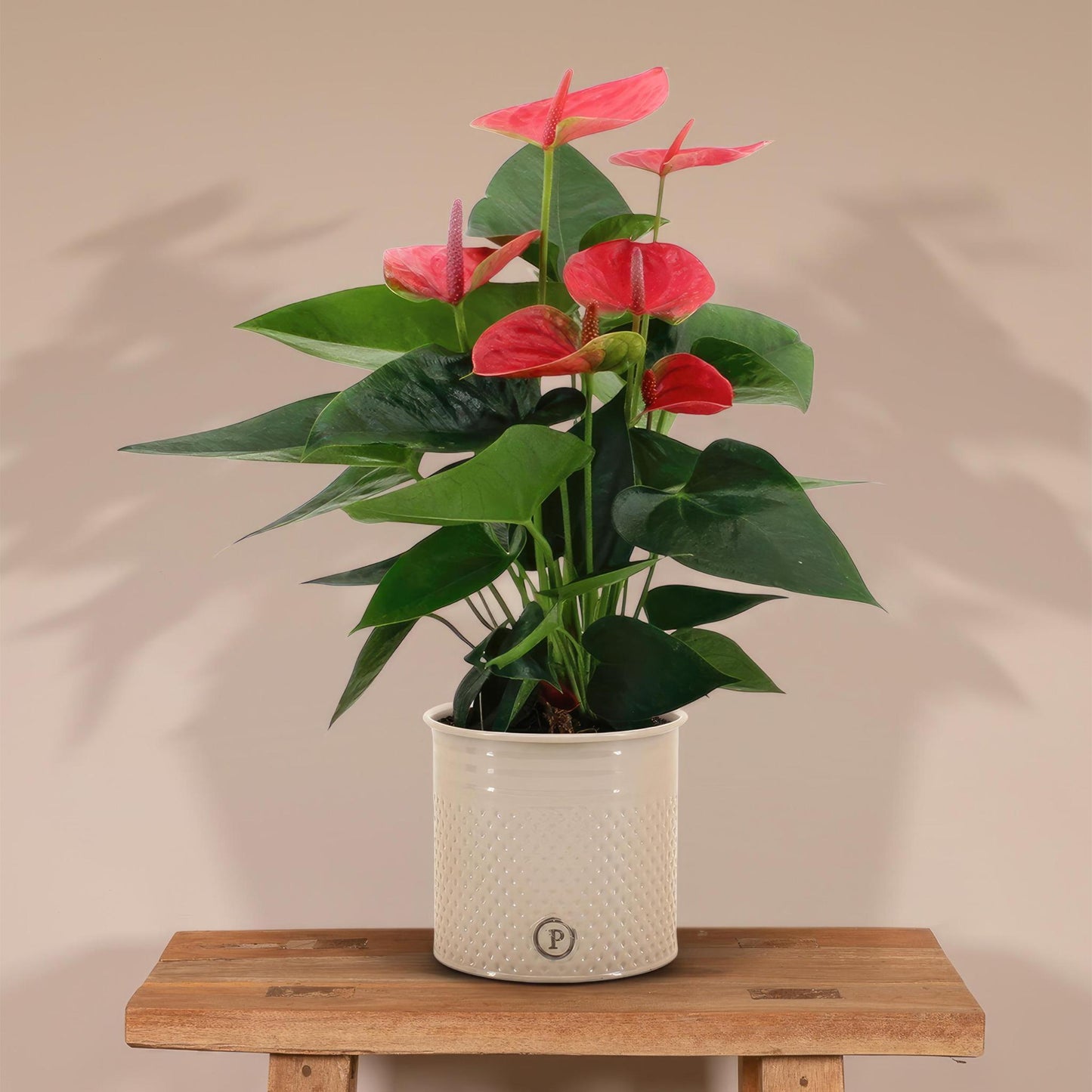 Anthurium andreanum Sweet Dream incl. PURE zink - 45cm - Ø12
