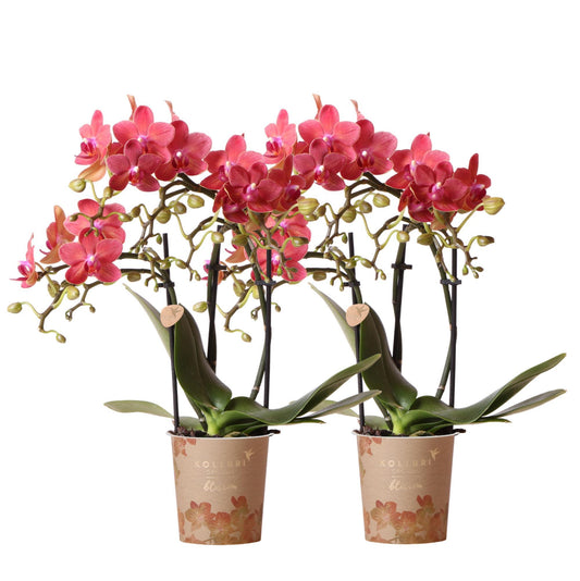 COMBI DEAL van 2 rode Phalaenopsis orchideeën - Congo - potmaat Ø9cm  bloeiende kamerplant - vers van de kweker