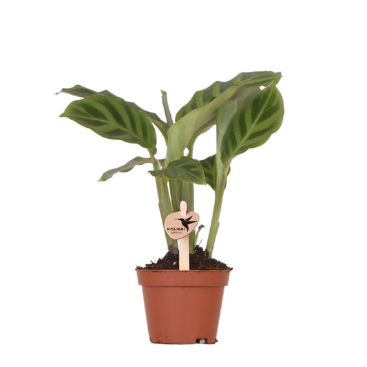Groene plant - Calathea - Potmaat Ø9cm - groene kamerplant - vers van de kweker - Ø6cm