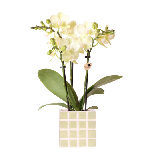 Gele phalaenopsis orchidee Mexico + Mosa sierpot groen - potmaat Ø9cm | bloeiende kamerplant - vers van de kweker