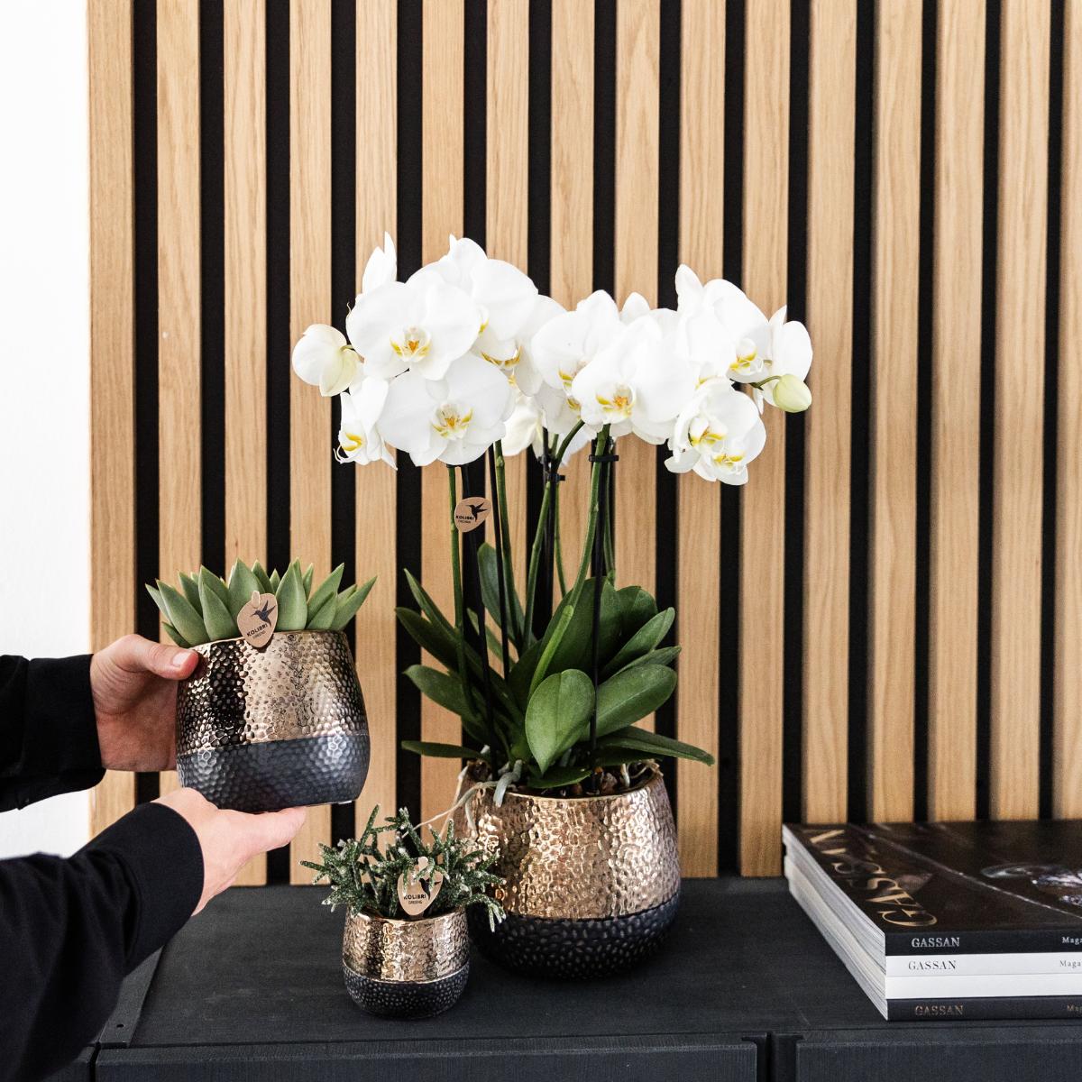 COMBI DEAL van 4 witte orchideeën - Ghent - potmaat Ø12cm | bloeiende kamerplant - vers van de kweker