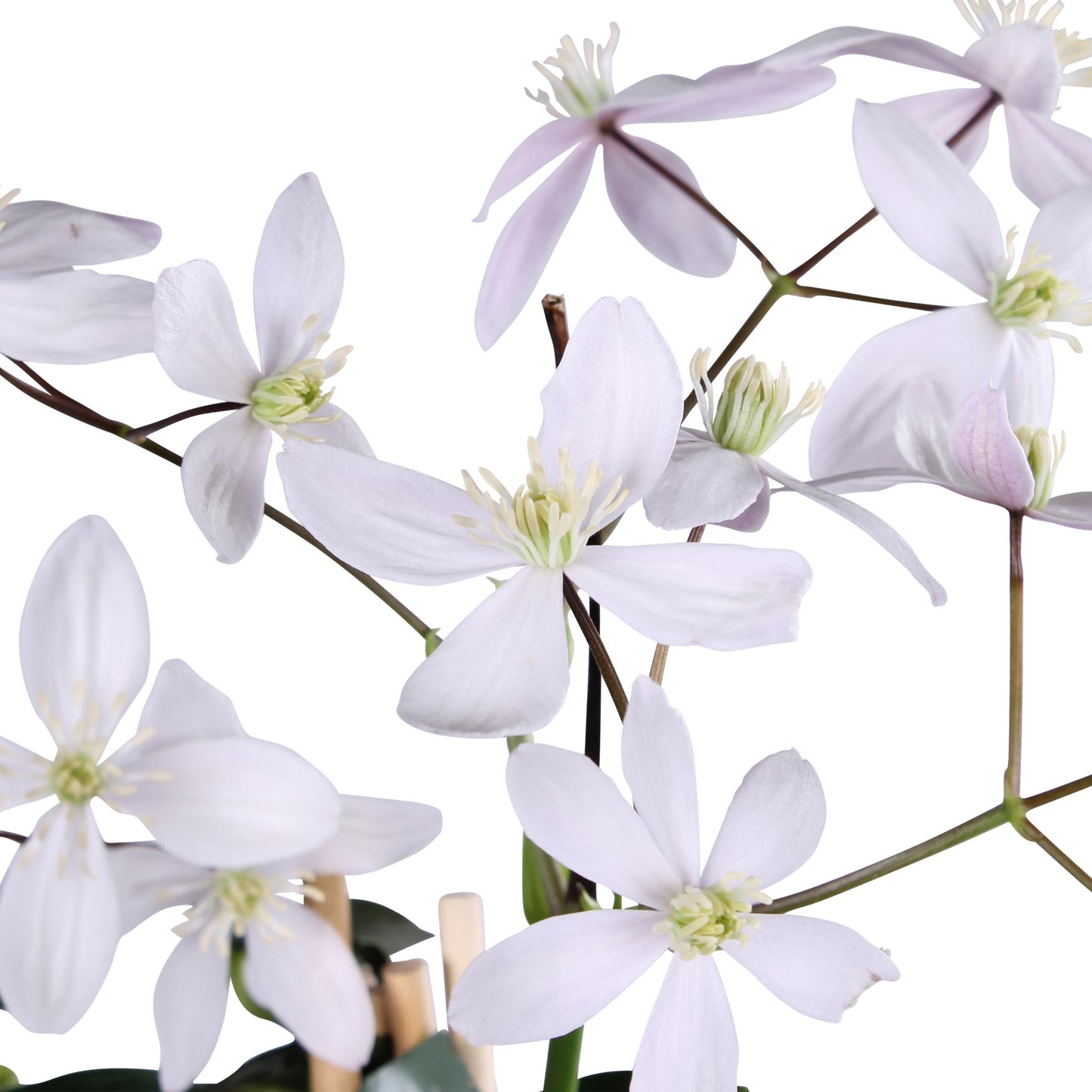 Clematis armandii Apple Blossom - Groenblijvende Clematis Lichtroze
